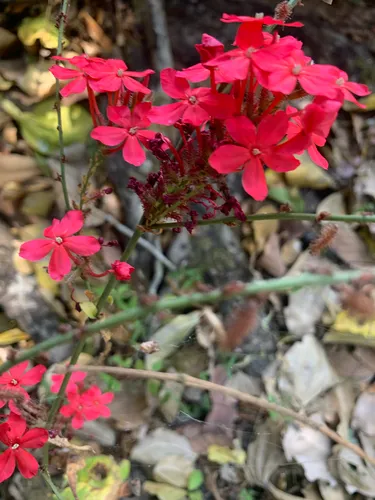 Whorled Plantain — photo by Rich Carr