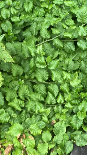 Wild Leadwort