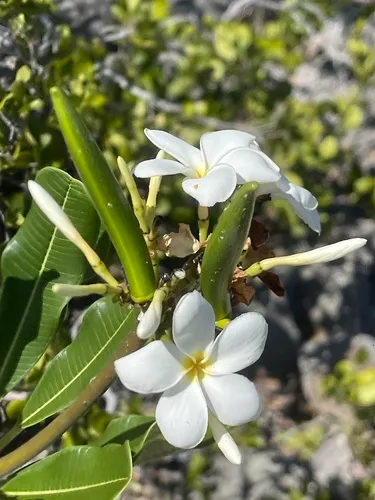 Singapore Graveyard Flower