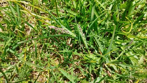 Alpine Bluegrass