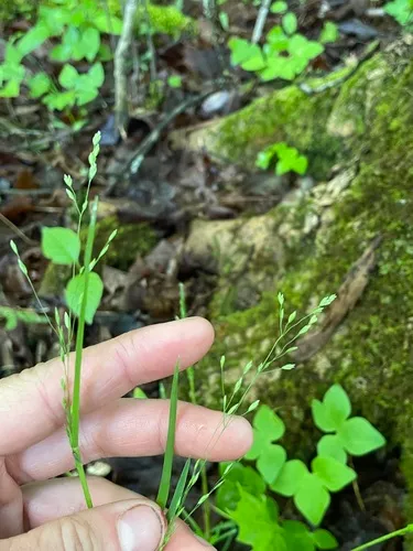 Grove Bluegrass — photo by mcsnoopy