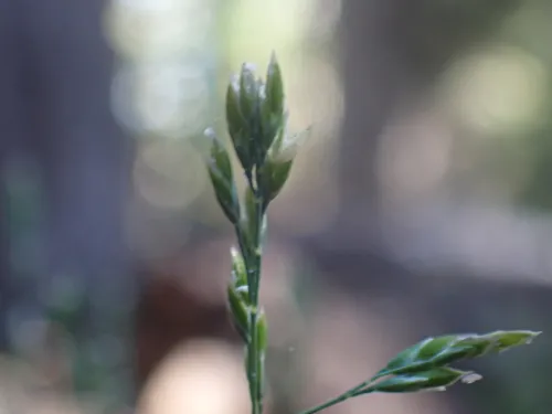 Bolander's Bluegrass — photo by Jason Bio Flor