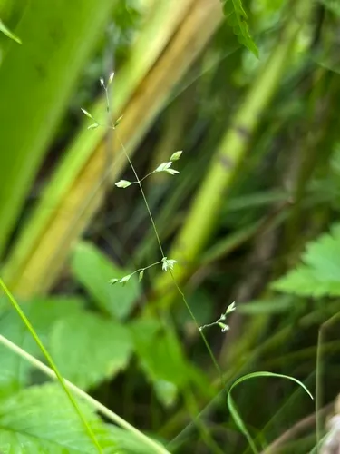 Bog Bluegrass — photo by Nate Martineau