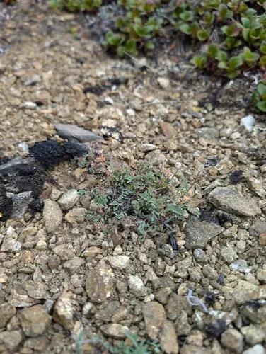 Yukon Podistera