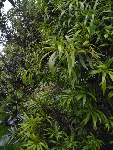 Yucca Plum Pine