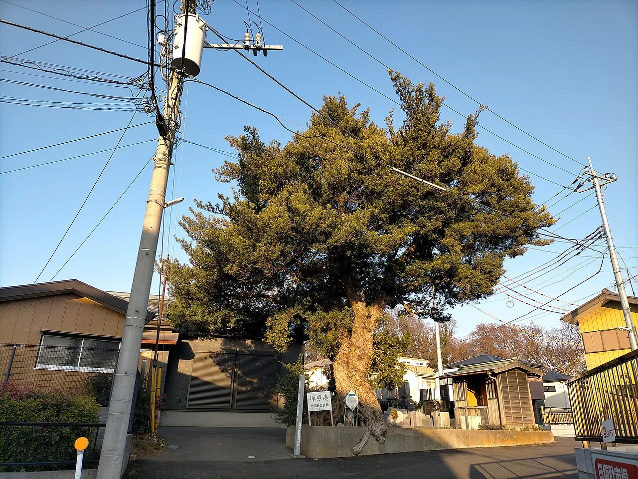 Yew Plum Pine (var. maki) — photo by 四葉亭四迷