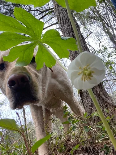 Mayapple — photo by fishecke