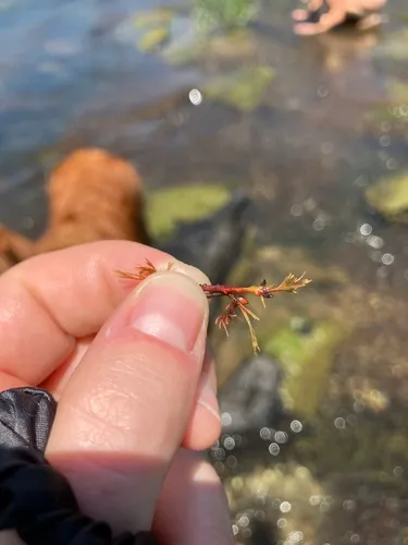 Hornleaf Riverweed — photo by Haley Hamblen