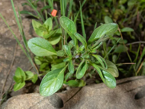 Santa Lucia Mint