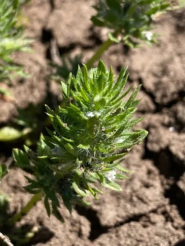 Profuseflower Mesamint