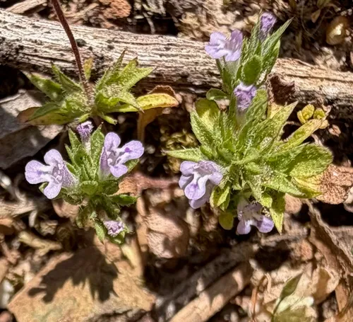 Thymeleaf Mesamint
