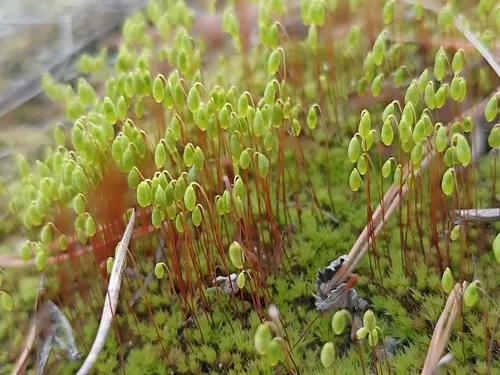 Pohlia Moss