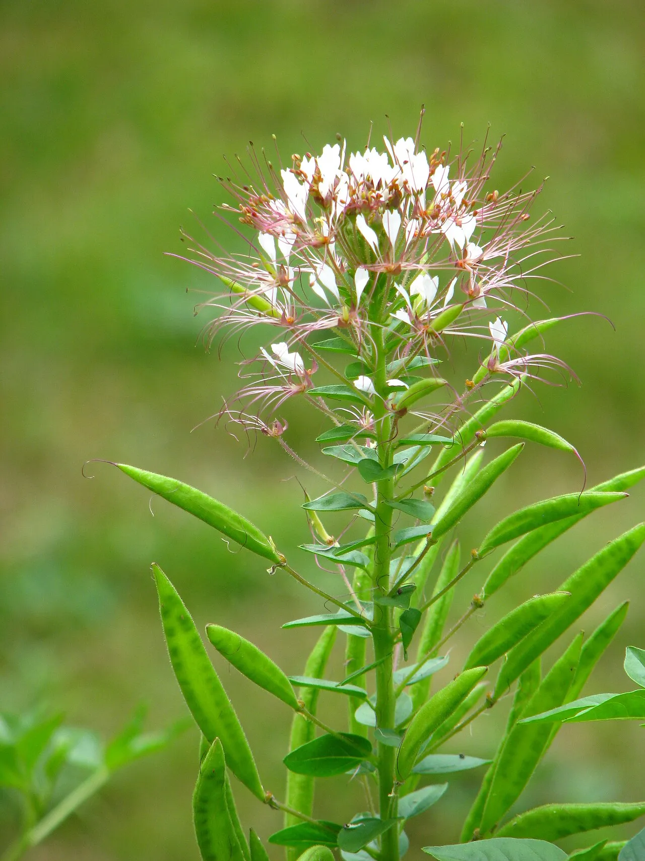 Sandyseed Clammyweed (subsp. trachysperma) — photo by Agnieszka Kwiecień, Nova
