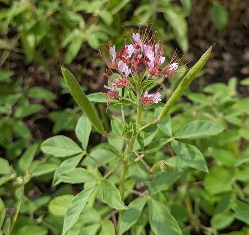 Redwhisker Clammyweed — photo by catherine327