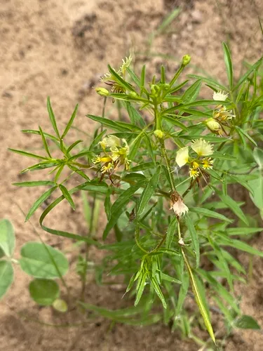 Large Clammyweed