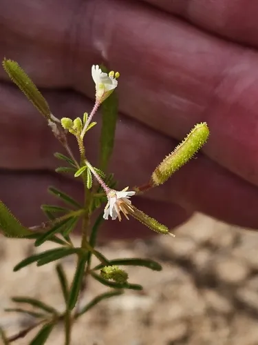 James' Clammyweed