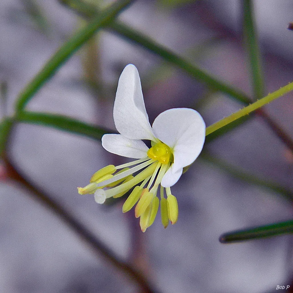 Slenderleaf Clammyweed