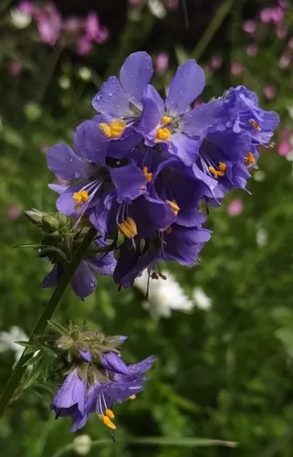 Tall Jacob's-ladder — photo by Kateryna