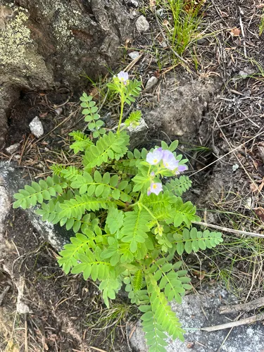 Moving Polemonium — photo by Mack Laverick