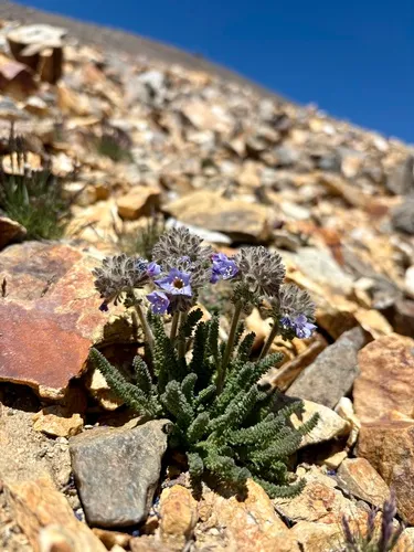 Mason's Jacob's-ladder — photo by Seema Sheth