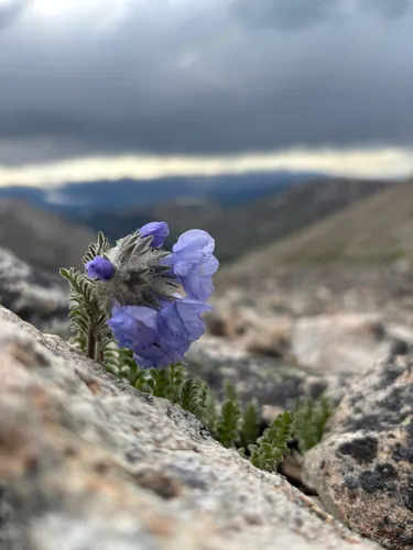 Rocky Mountain Jacob's-ladder — photo by Sequoia Janirella Wrens