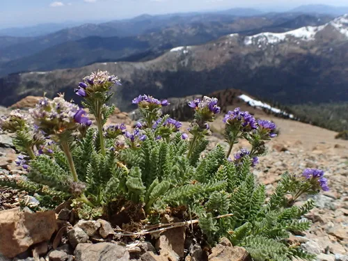 Mount Eddy Jacob's-ladder — photo by samzanita