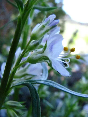 Elusive Jacob's-ladder