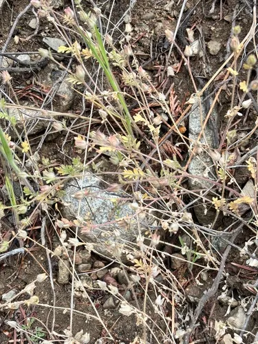 Annual Polemonium