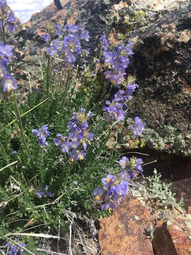 Nevada Jacob's-ladder — photo by Erica Krimmel