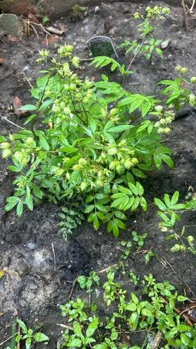 Greek Valerian