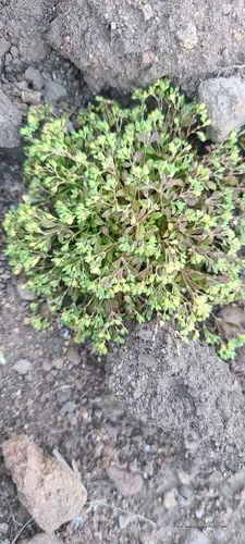 California Manyseed