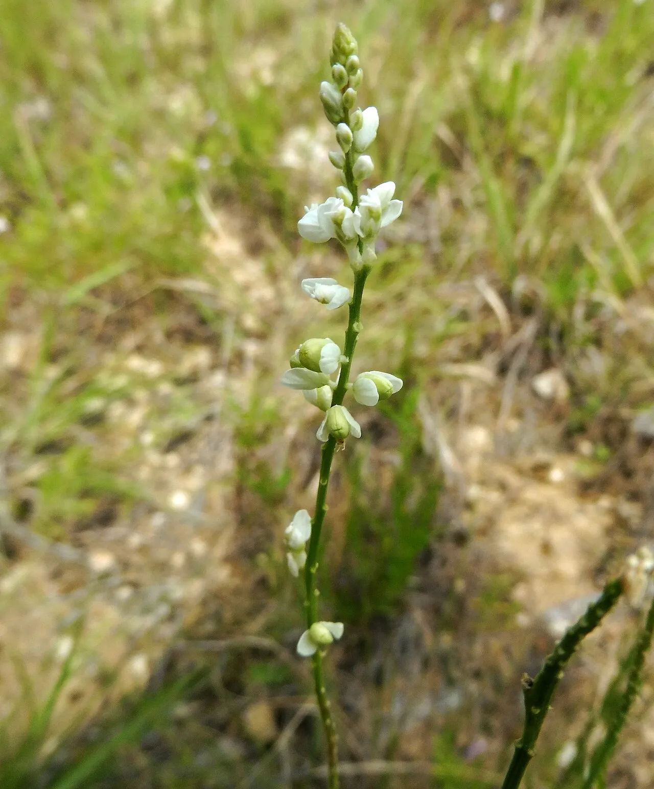 White Milkwort — photo by Mason Brock ( Masebrock )