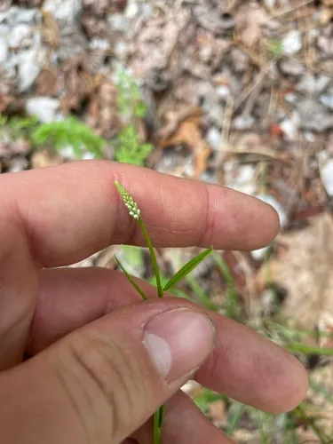 Boykin's Milkwort