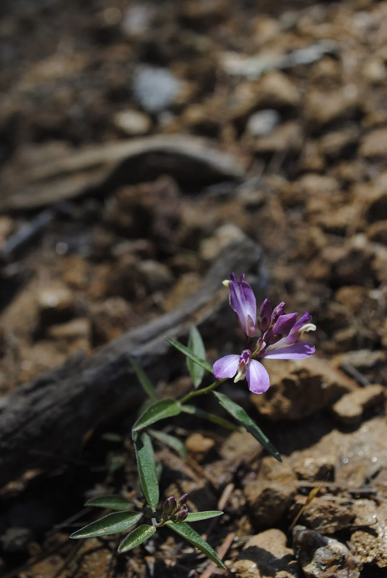 California Milkwort