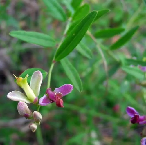 Sierra Milkwort — photo by Unknown author Unknown author
