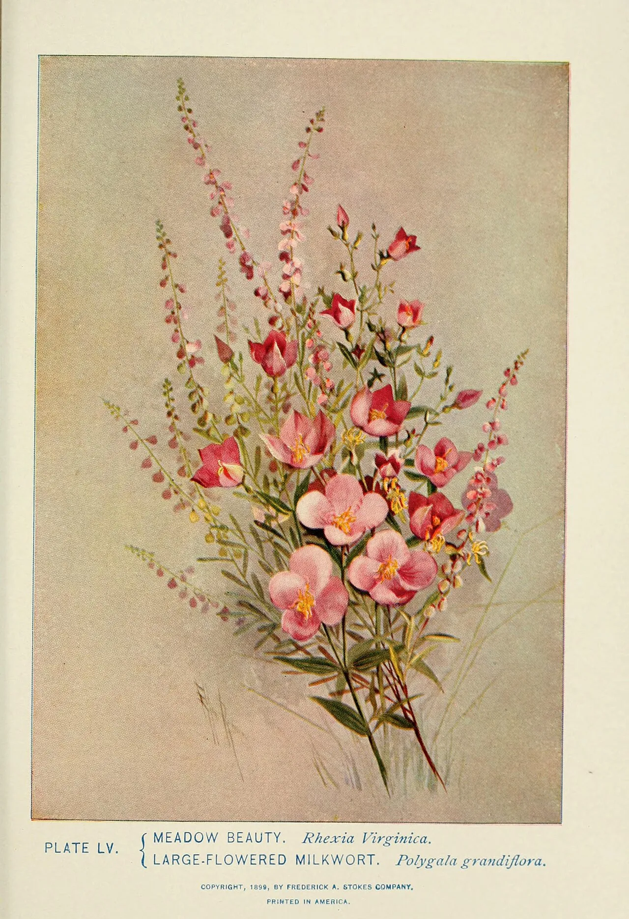 Showy Milkwort — photo by Lounsberry, Alice.; Rowan, Marian Ellis Ryan