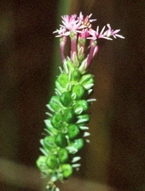 Procession Flower — photo by Robert H. Mohlenbrock. USDA SCS. 1991. Southern wetland flora: Field office g…