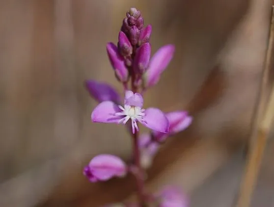 Lewton's Milkwort — photo by Laurie Sullivan
