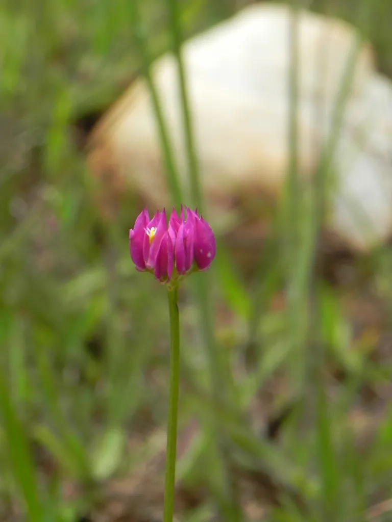 Longstem Milkwort — photo by João Medeiros