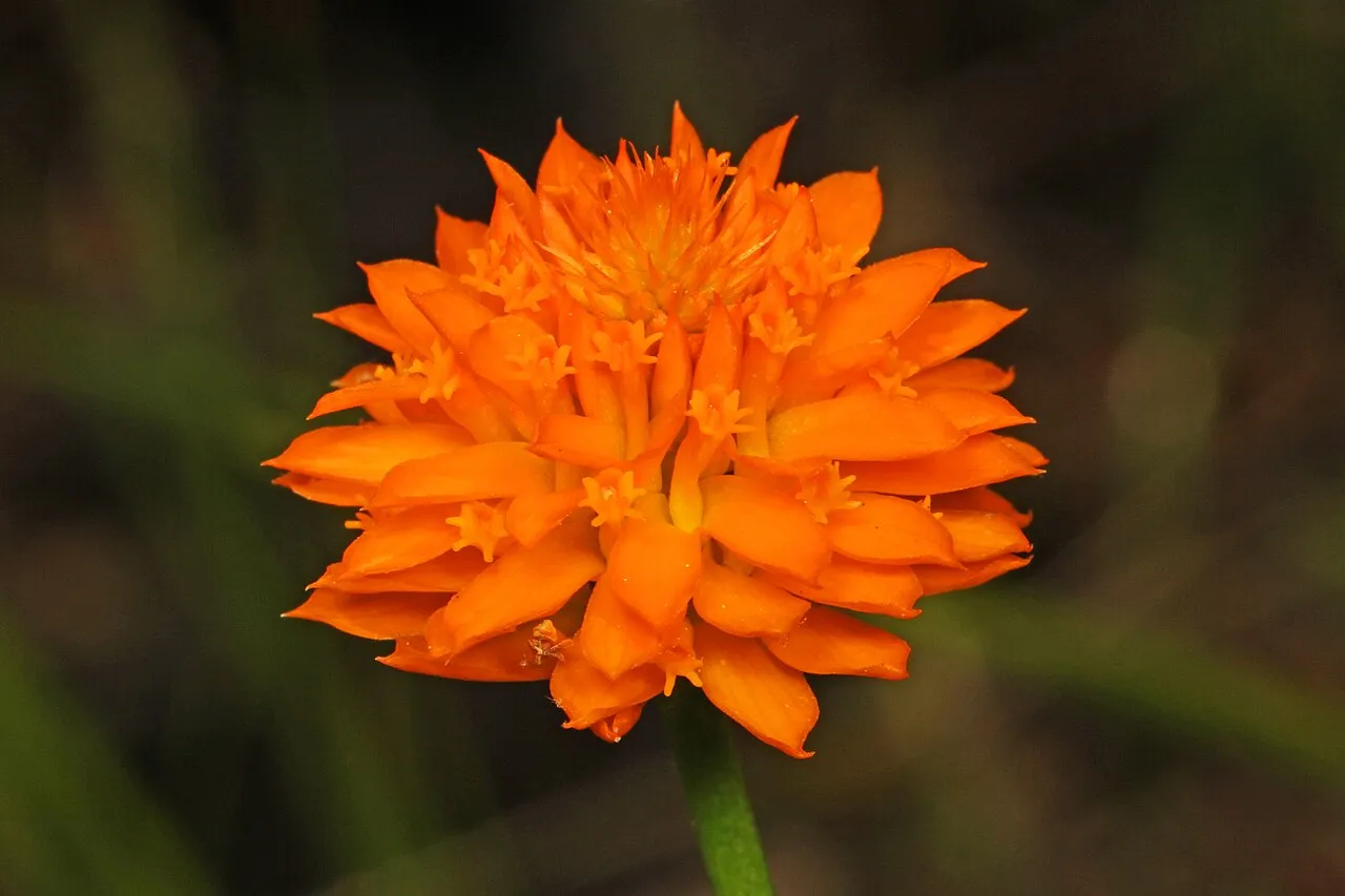Orange Milkwort — photo by Judy Gallagher