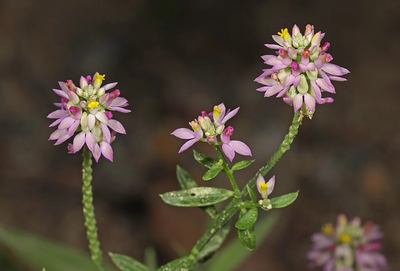 Maryland Milkwort — photo by Judy Gallagher