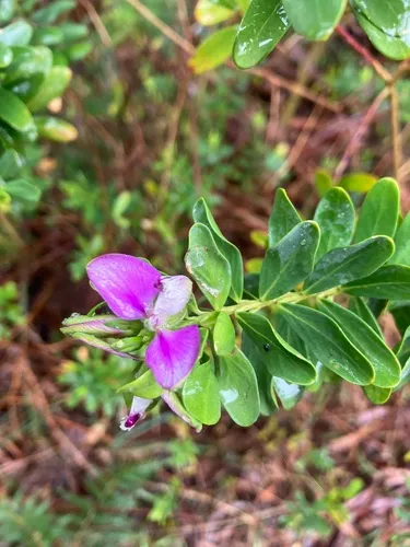Myrtle-leaf Milkwort — photo by rjadair