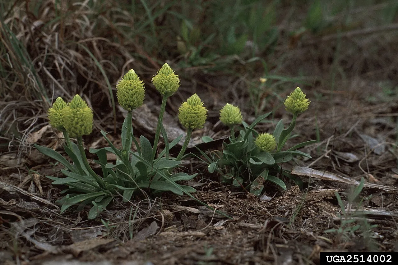Candyroot