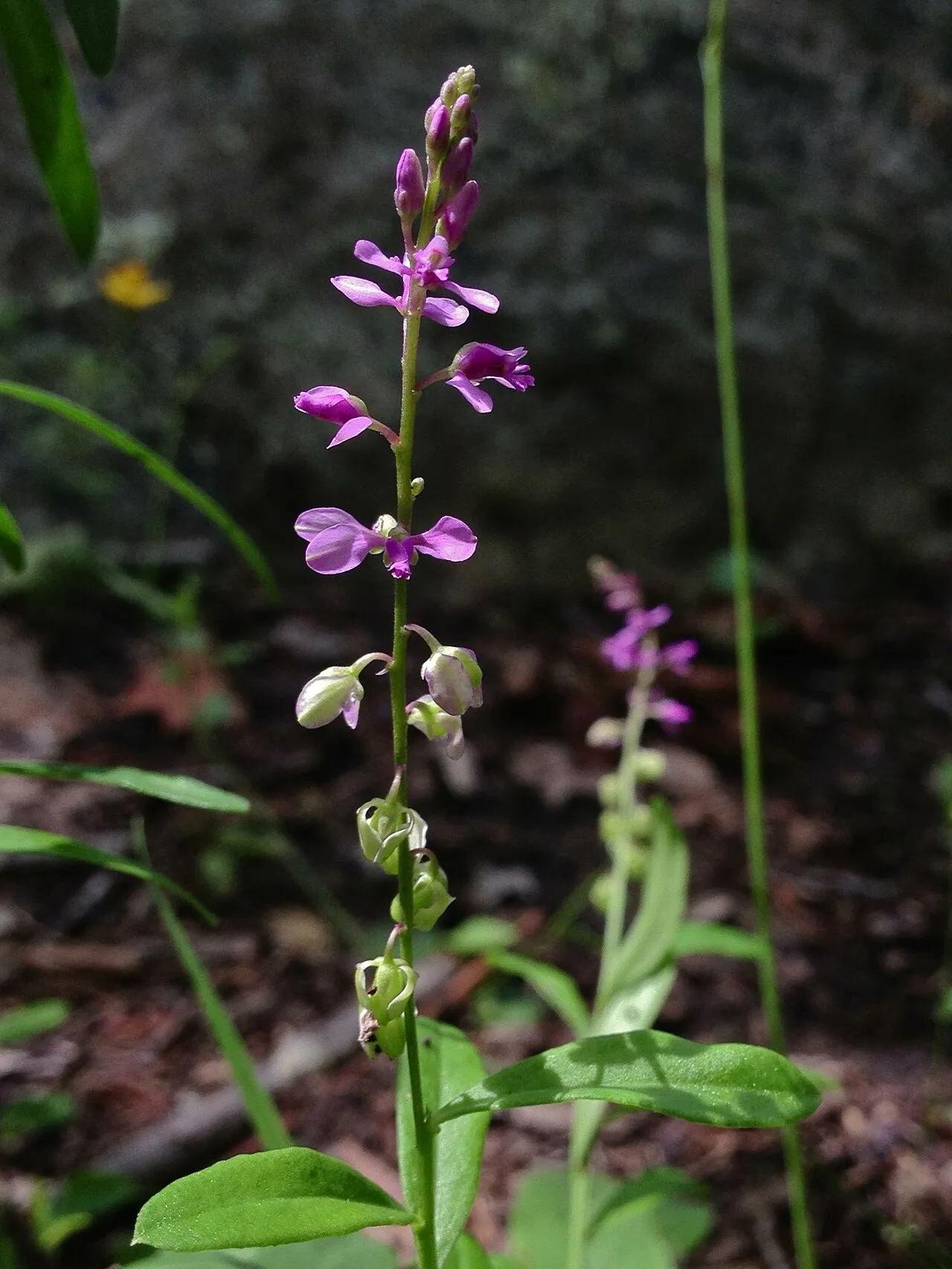 Racemed Milkwort — photo by Fritzflohrreynolds