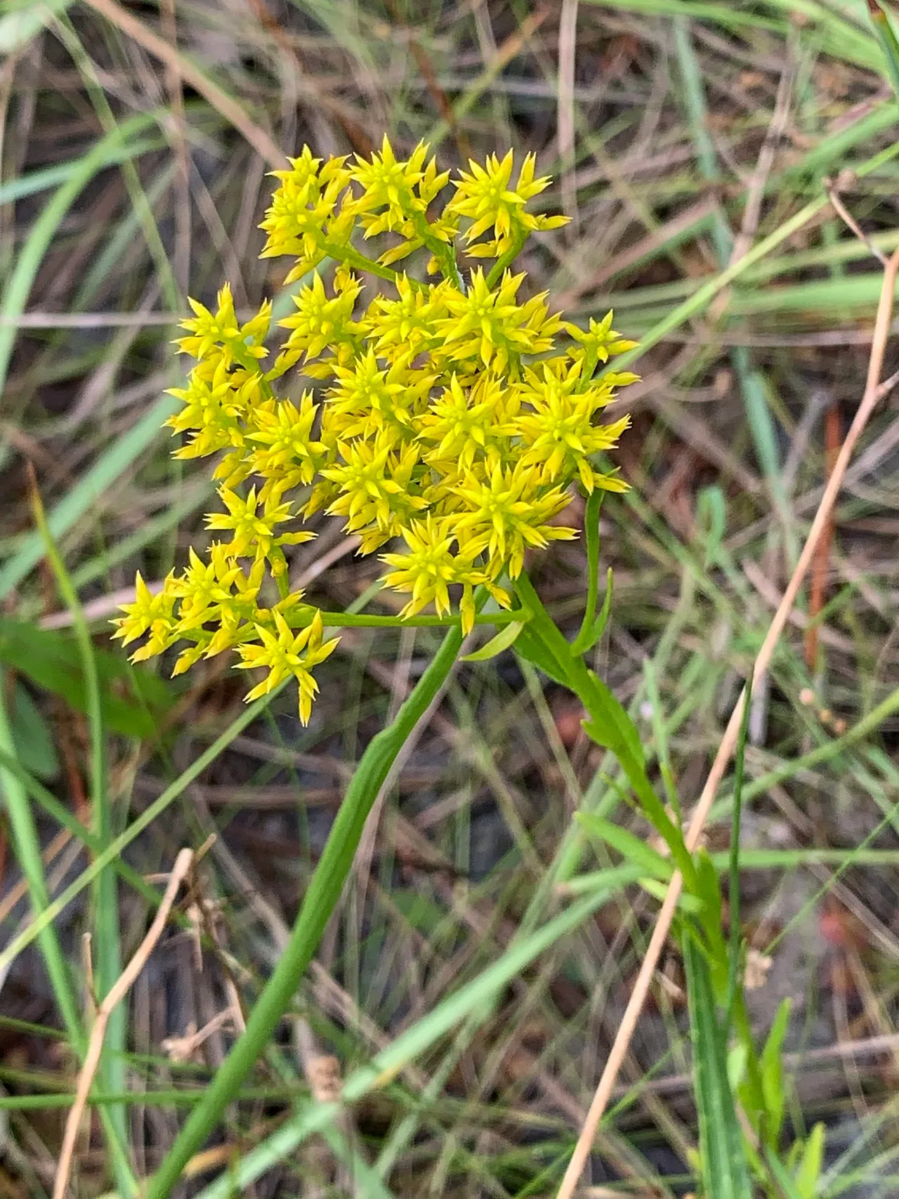 Low Pinebarren Milkwort — photo by Laura Clark