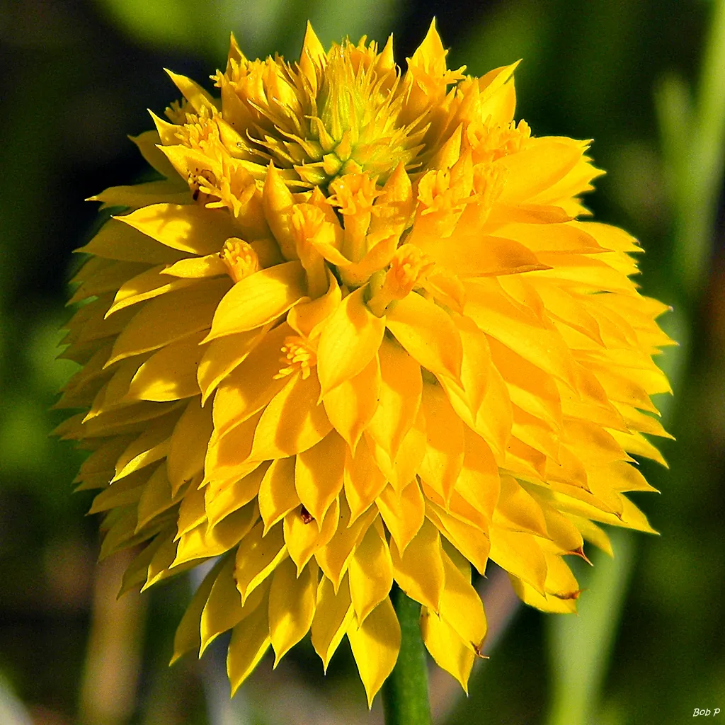Yellow Milkwort — photo by Bob Peterson from North Palm Beach, Florida, Planet Earth!