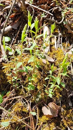 Seneca Snakeroot — photo by Sue Muller