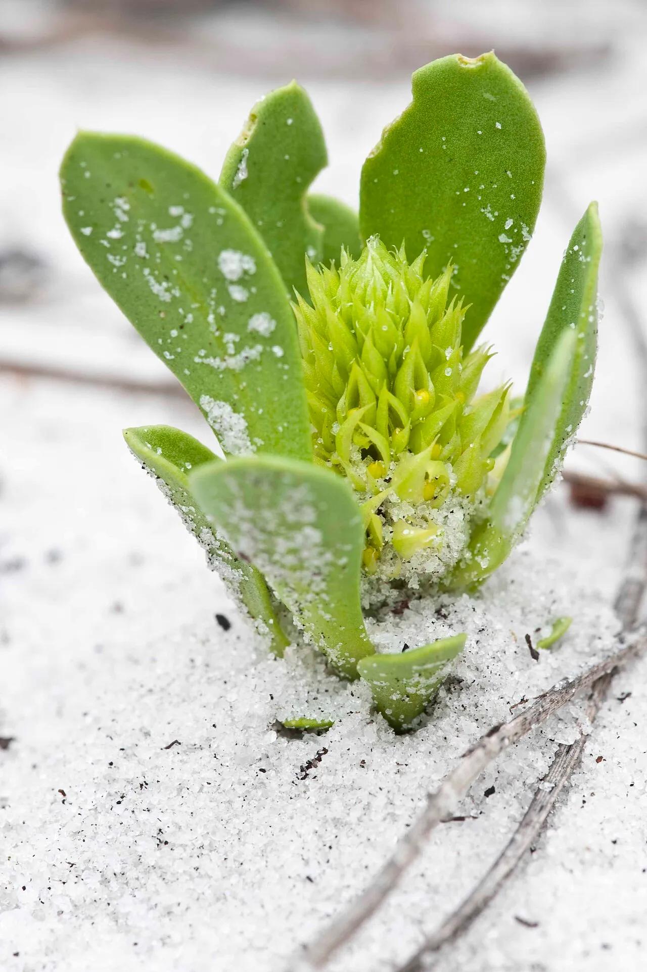Tiny Milkwort — photo by Keith A. Bradley