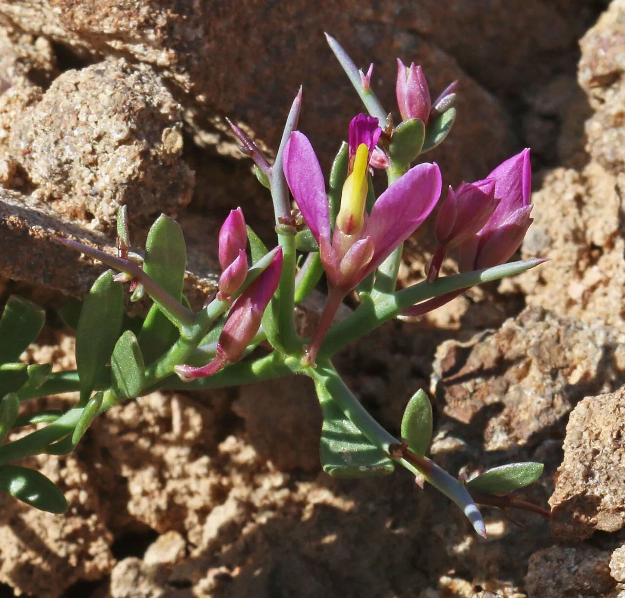 Spiny Milkwort — photo by Andrey Zharkikh from Salt Lake City, USA
