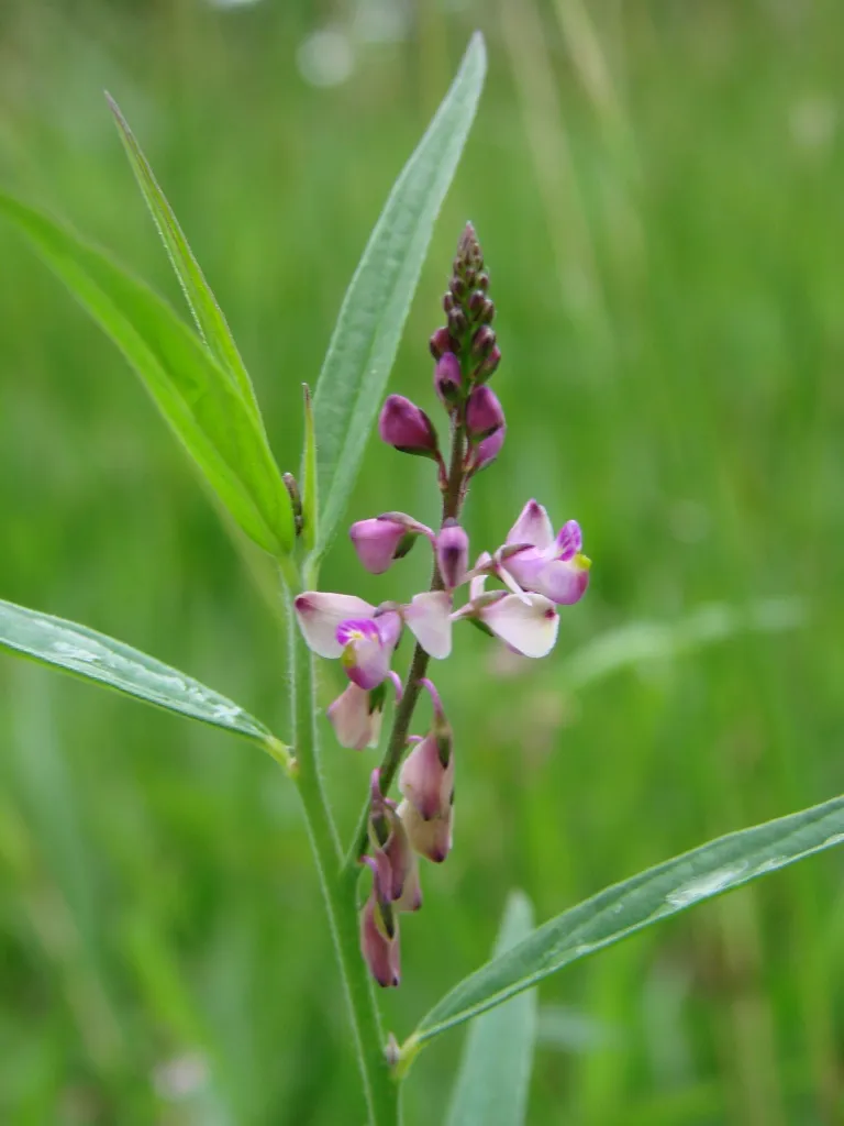 Violet Milkwort — photo by João Medeiros